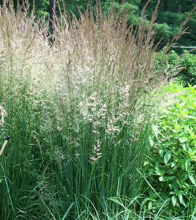 Feather Reed Grass Karl Foerster